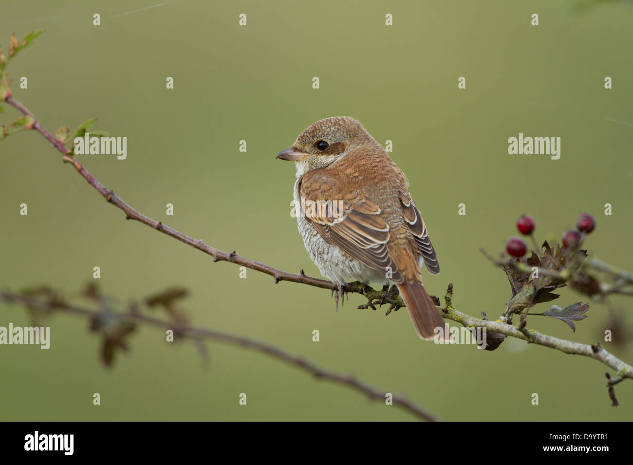 Portrait über eine Juvenile rote Rückseite Shrike. Stockfoto