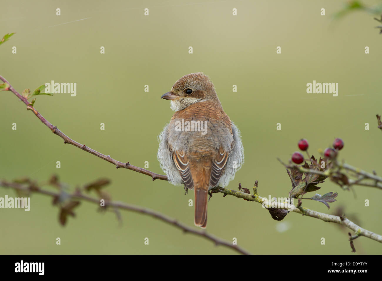 Portrait über eine Juvenile rote Rückseite Shrike. Stockfoto