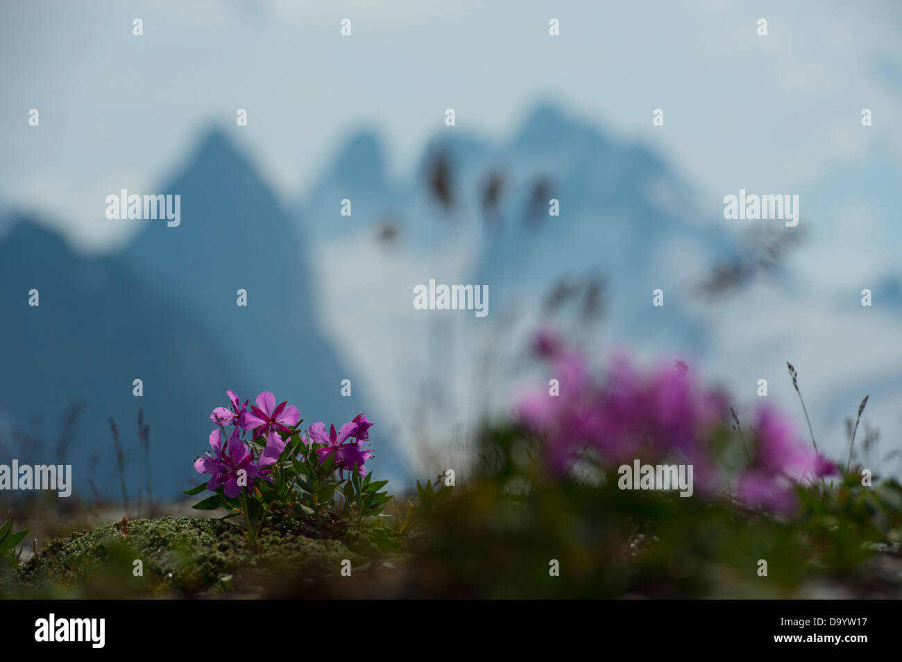 Wildblumen, Gletscher und schroffe Gebirge. Stockfoto