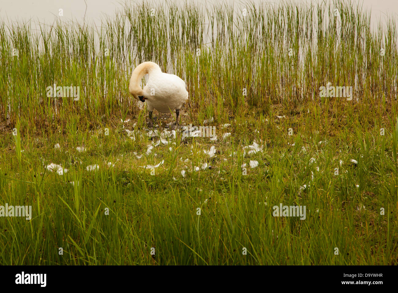 Mute Swan putzen Stockfoto