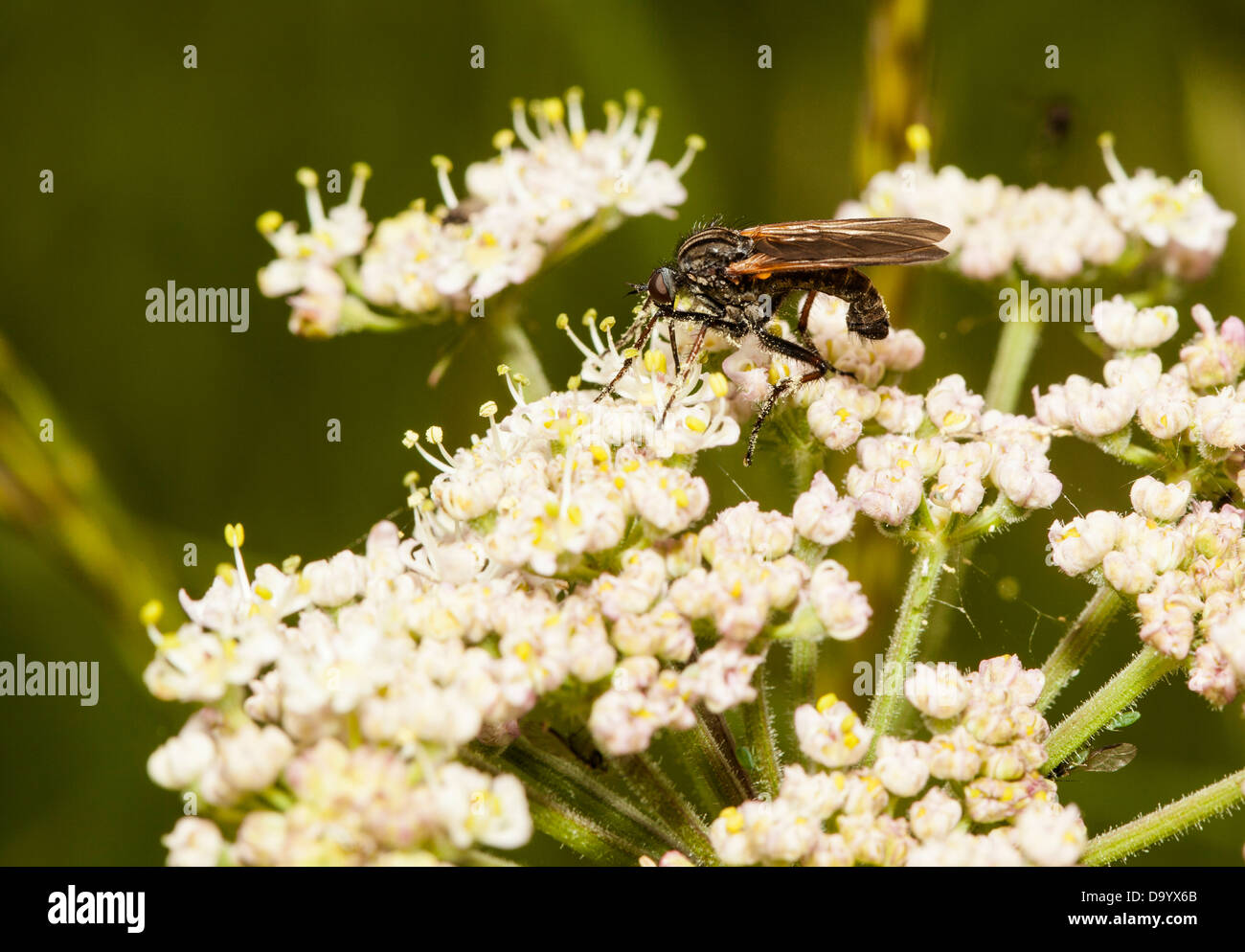 Empis Tessellata Stockfoto