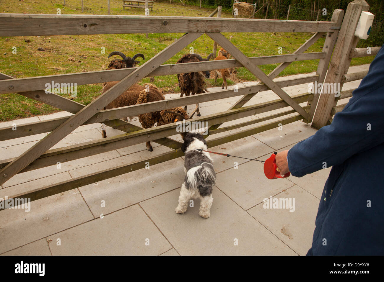 Lhasa Apso Hunde Blick auf Soay Schafe in einem zoo Stockfoto