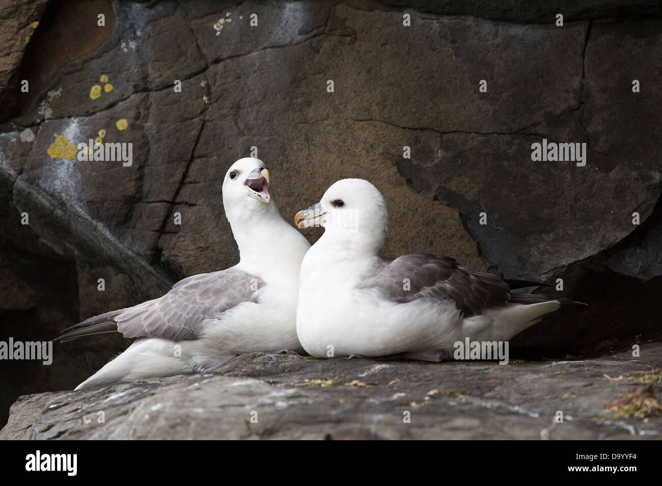 Nördlichen Fulmar (Fulmarus Cyclopoida) Erwachsenen paar in diesem Klippe Küste Flatey Insel Breiðafjörður Island Europa Stockfoto