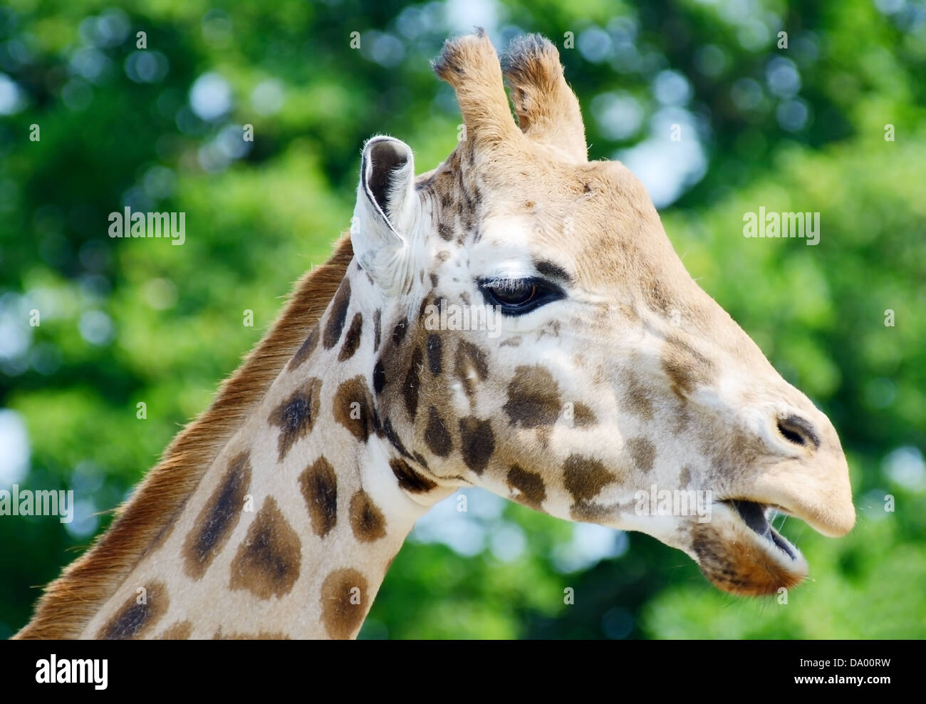 Giraffe Kopf Profil Closeup kauen an einem sonnigen Tag Stockfoto