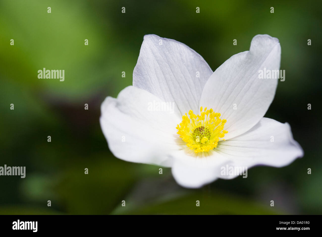 Anemone "wilder Schwan' wächst in einem englischen Garten. Stockfoto