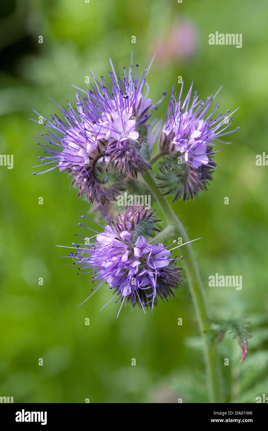 Phacelia Tanacetifolia wächst in einem englischen Garten. Stockfoto