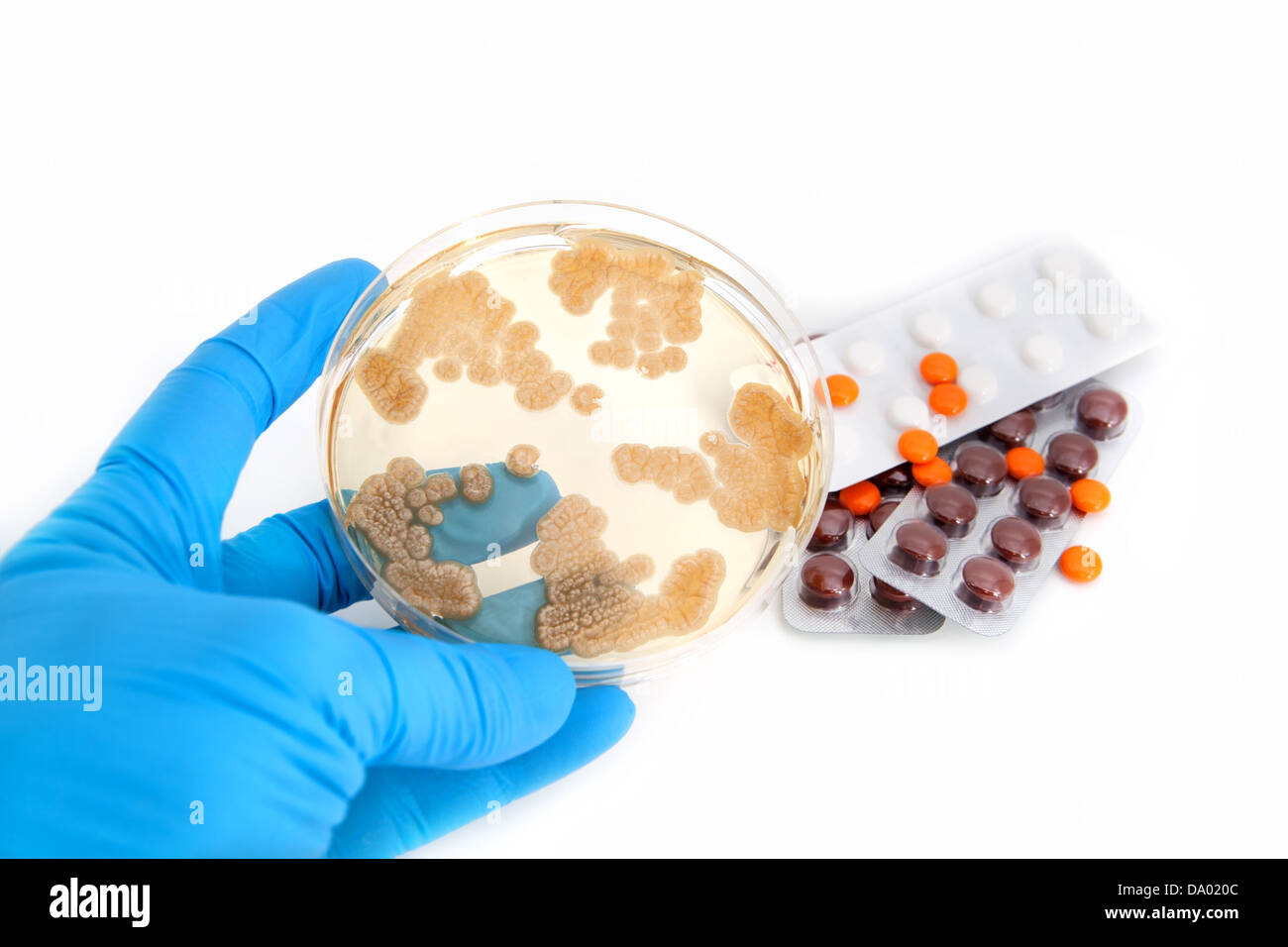 Pilze auf Agar-Platte und Antibiotika Pillen über weiß Stockfoto