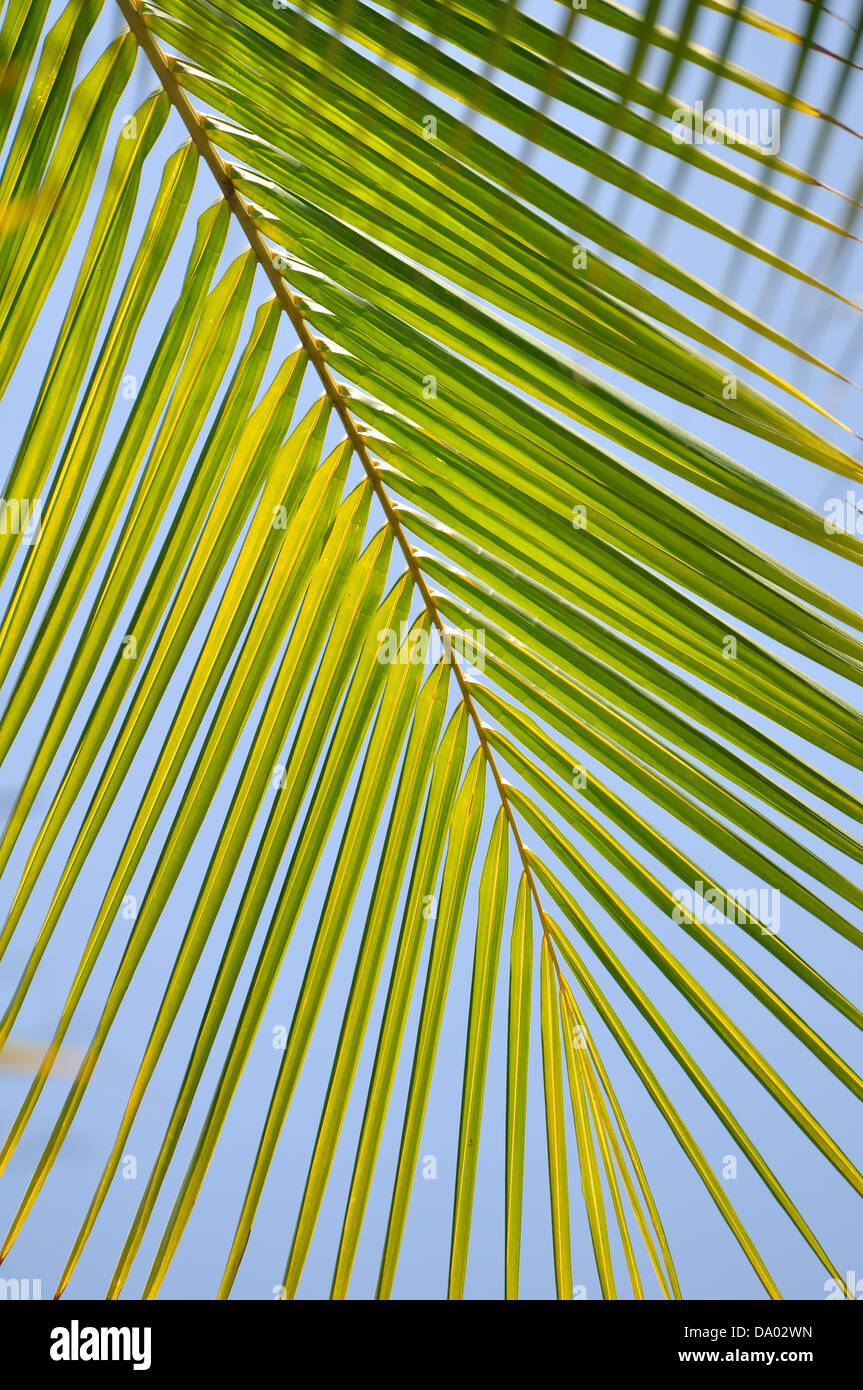 Kokos-Blätter Stockfoto