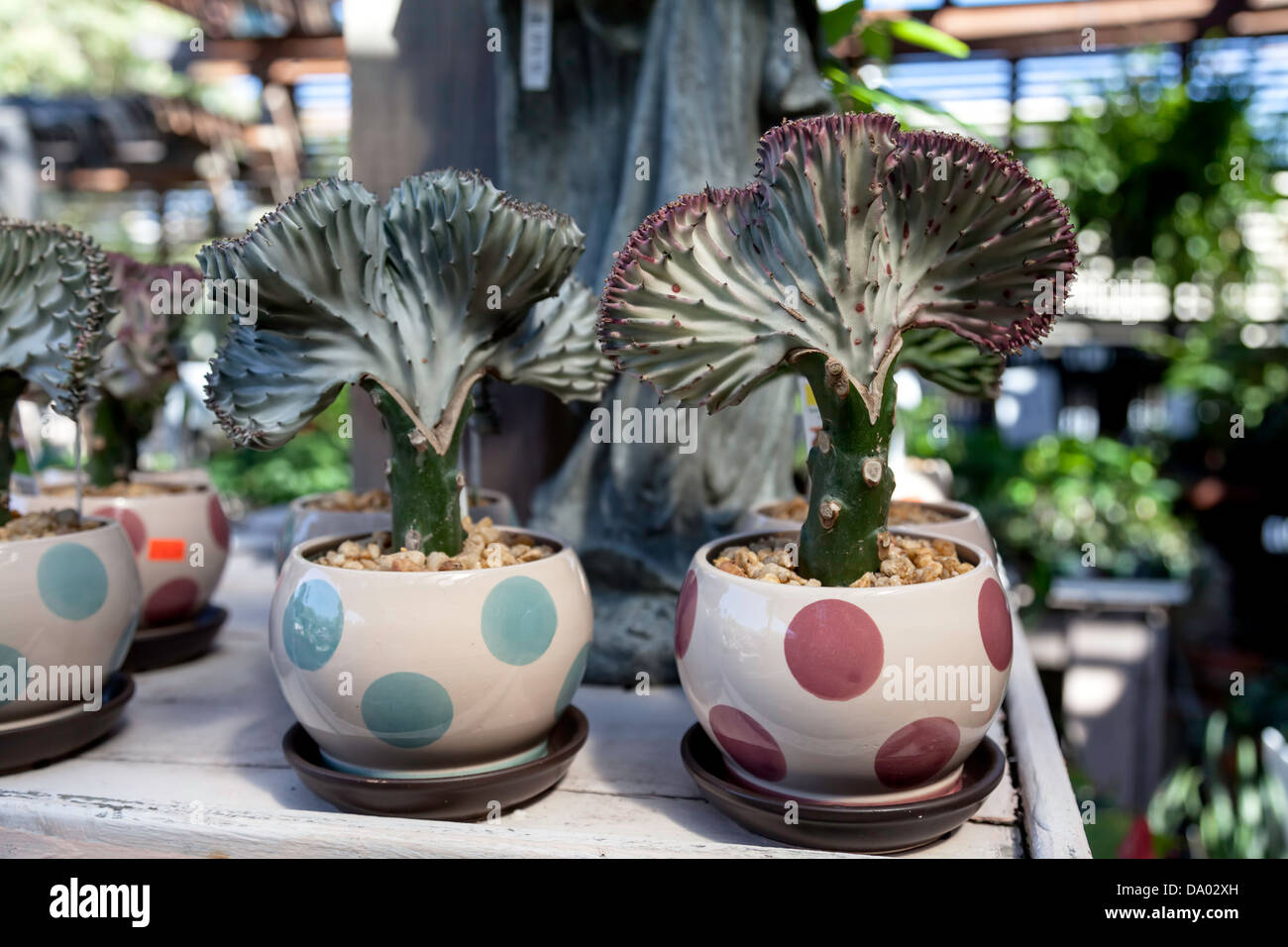 Kleine Topfpflanzen saftige umgangsprachlich Gehirn Pflanze, Alabaster wirbeln und Elkhorn (Euphorbia Lactea Cristata). Stockfoto