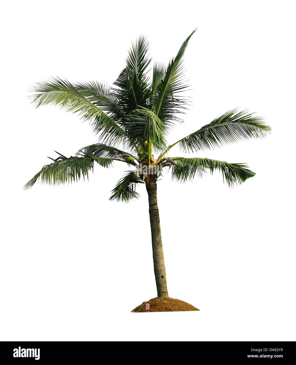 Kokospalme auf weißem Hintergrund Stockfoto