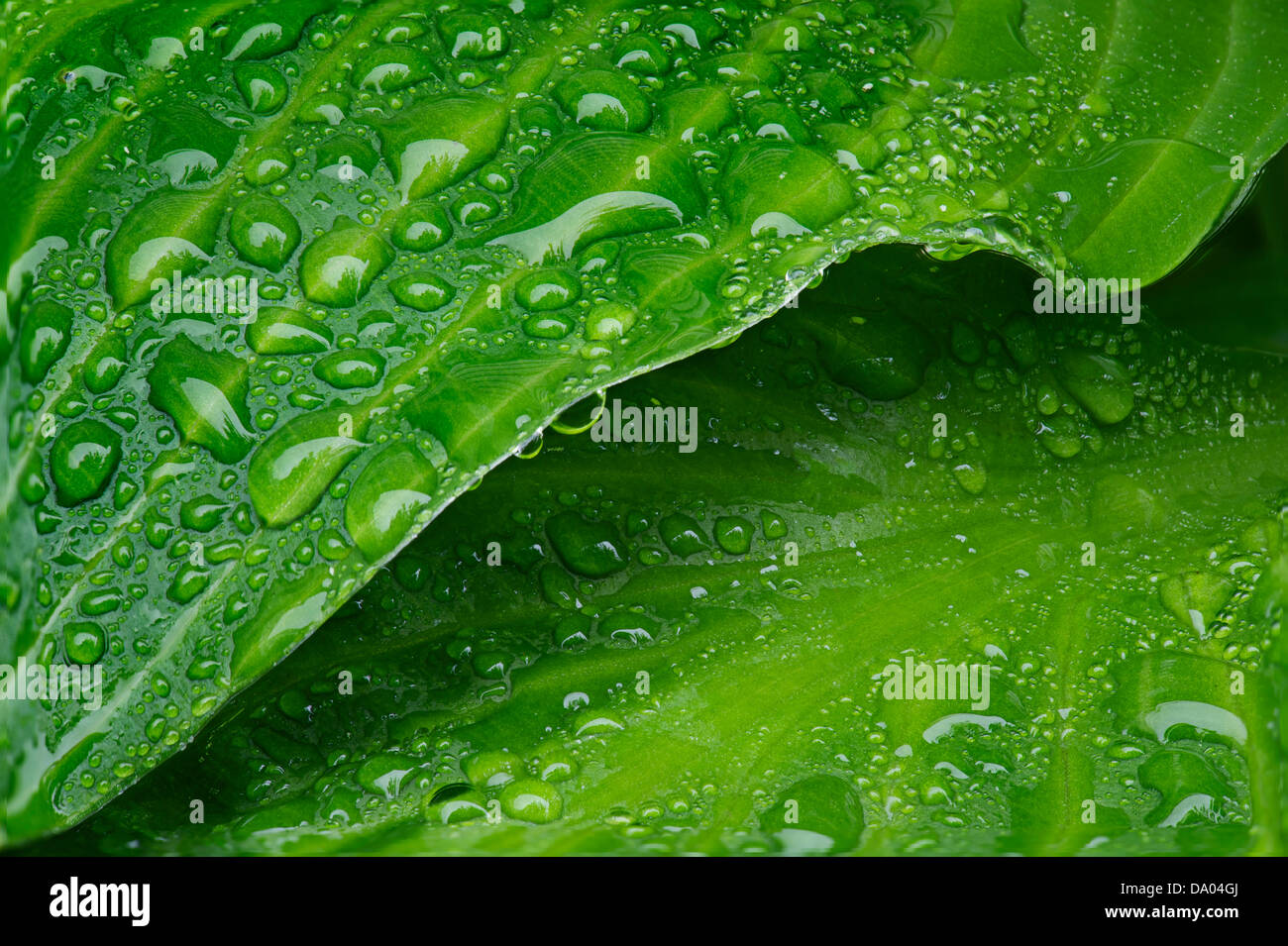 Wassertropfen auf den Blättern der grünen Hosta im Regen Stockfoto