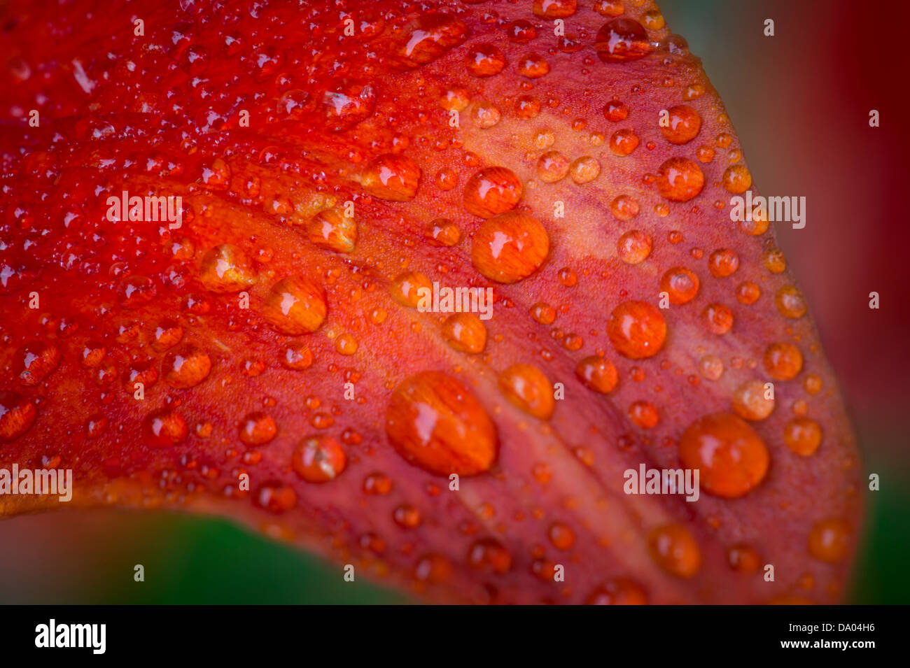 Wassertropfen auf roten Tawny Taglilien Blätter im Regen Stockfoto
