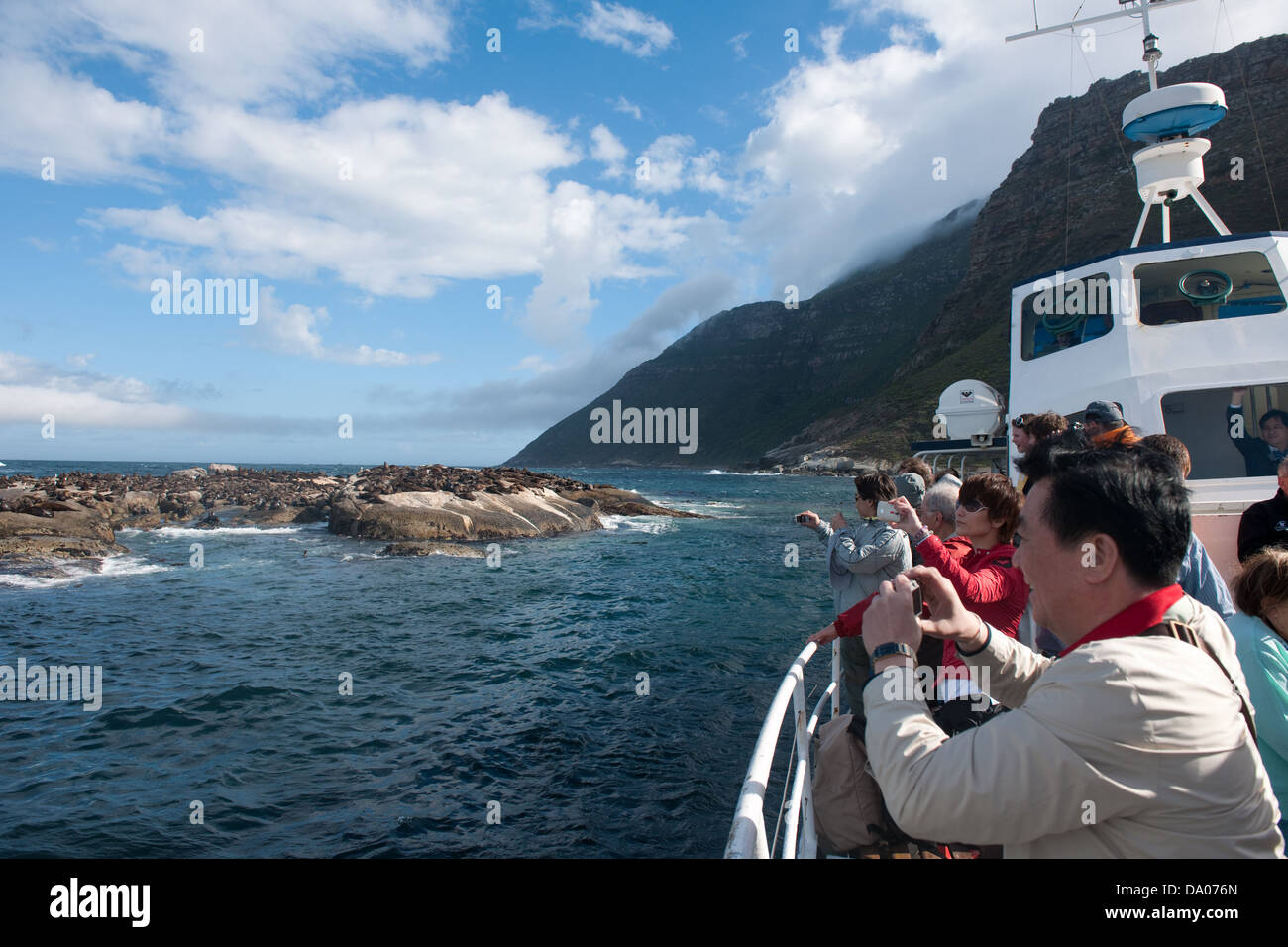 Seal Island Boot Reise, Hout Bay, Kapstadt, Südafrika Stockfoto