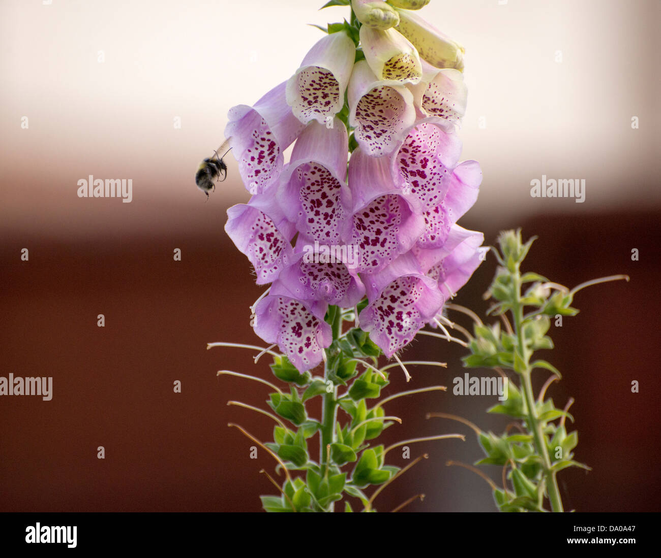 Eine Biene schwebt rund ein Fingerhut, um Pollen zu sammeln Stockfoto
