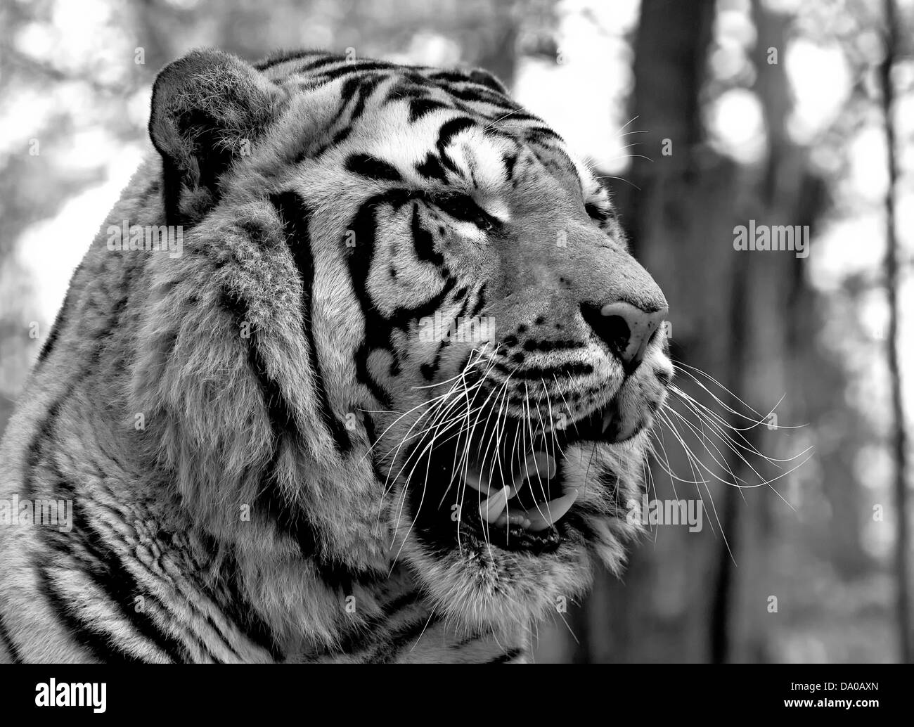 Tiger. Weiß und schwarz Stockfoto