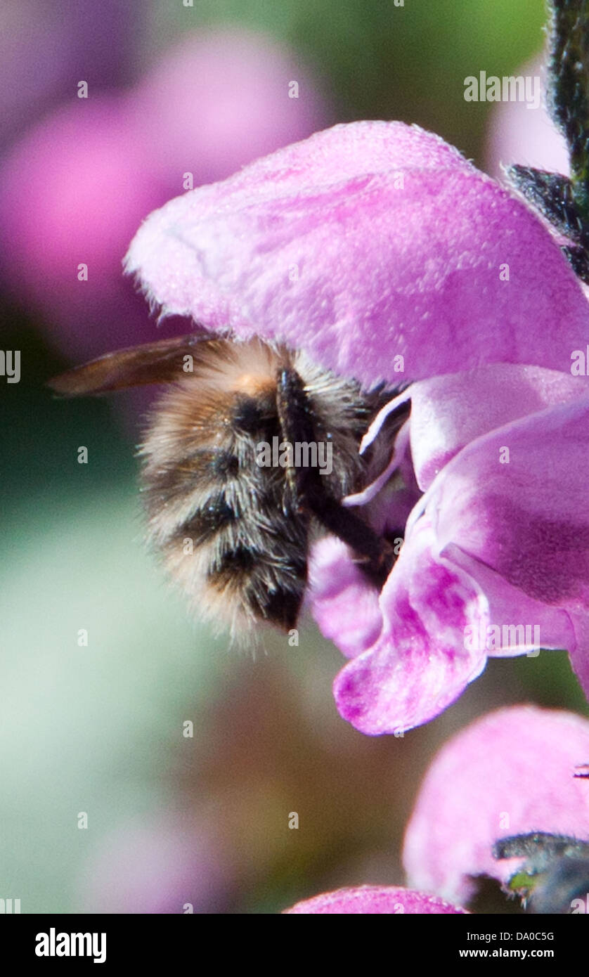 Honig Biene auf der Suche nach Nektar, während die lokalen wilden Blumen bestäuben. Stockfoto