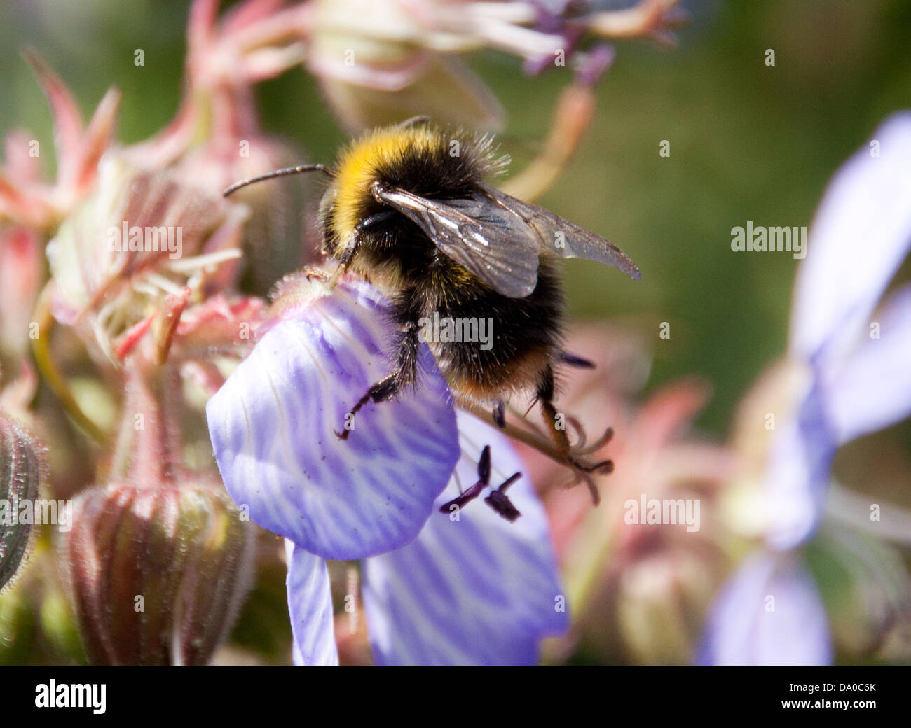 Honig Biene auf der Suche nach Nektar, während die lokalen wilden Blumen bestäuben. Stockfoto