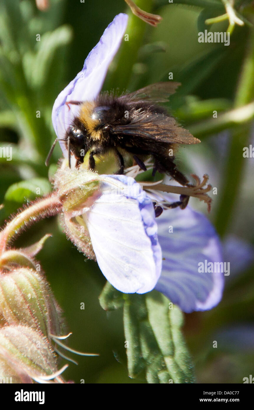 Honig Biene auf der Suche nach Nektar, während die lokalen wilden Blumen bestäuben. Stockfoto