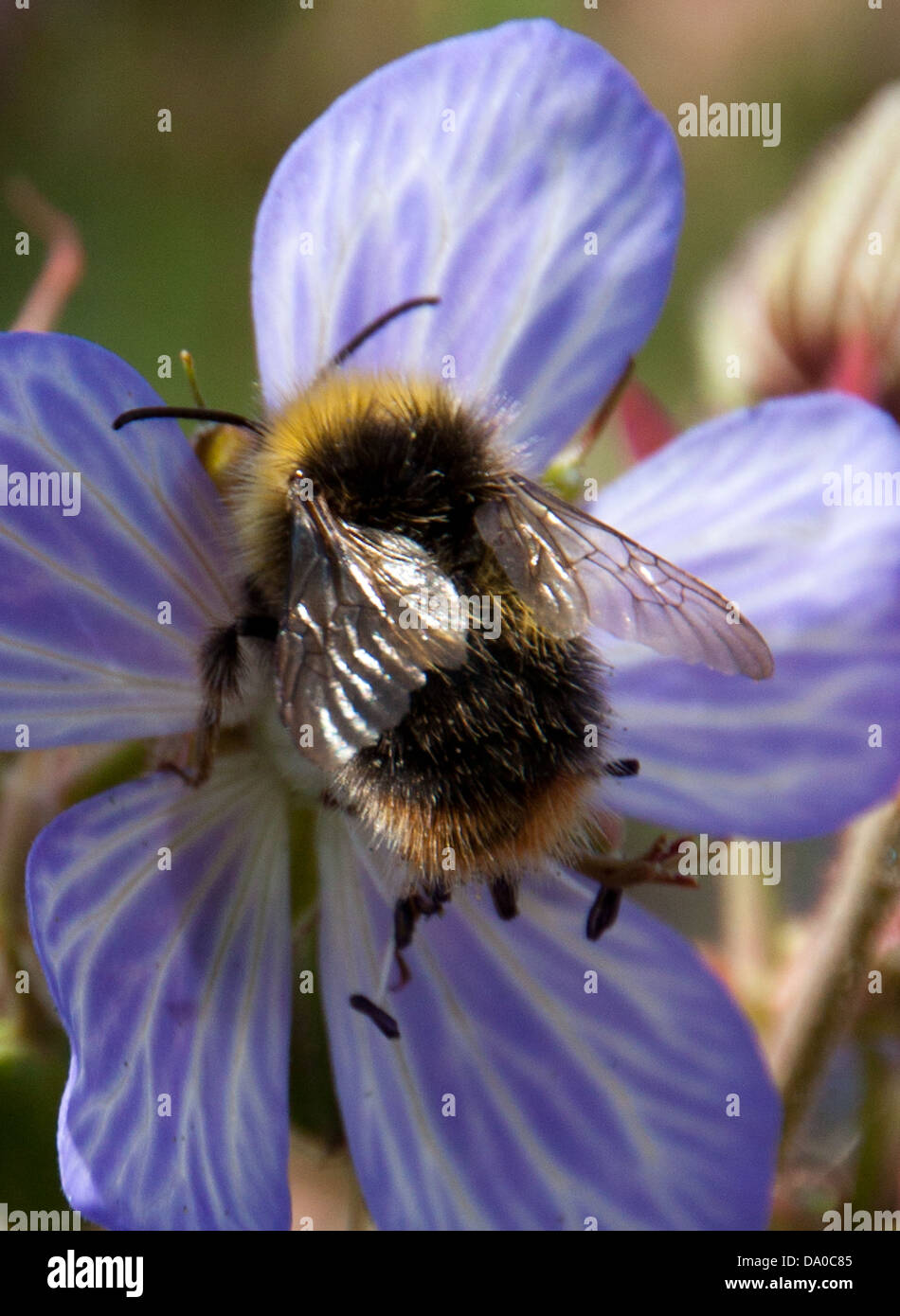 Honig Biene auf der Suche nach Nektar, während die lokalen wilden Blumen bestäuben. Stockfoto