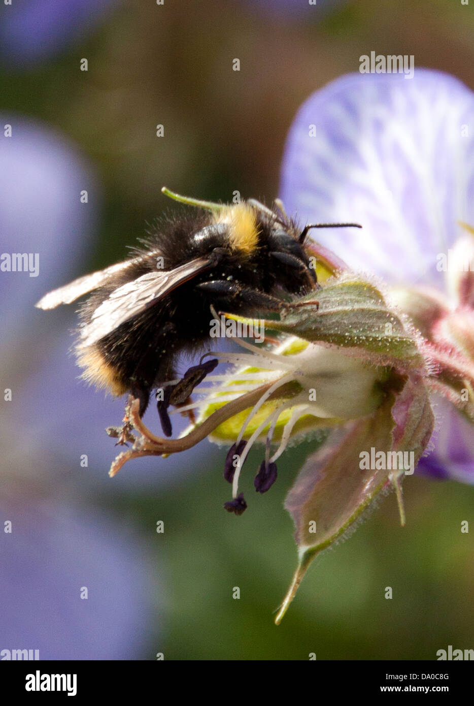 Honig Biene auf der Suche nach Nektar, während die lokalen wilden Blumen bestäuben. Stockfoto