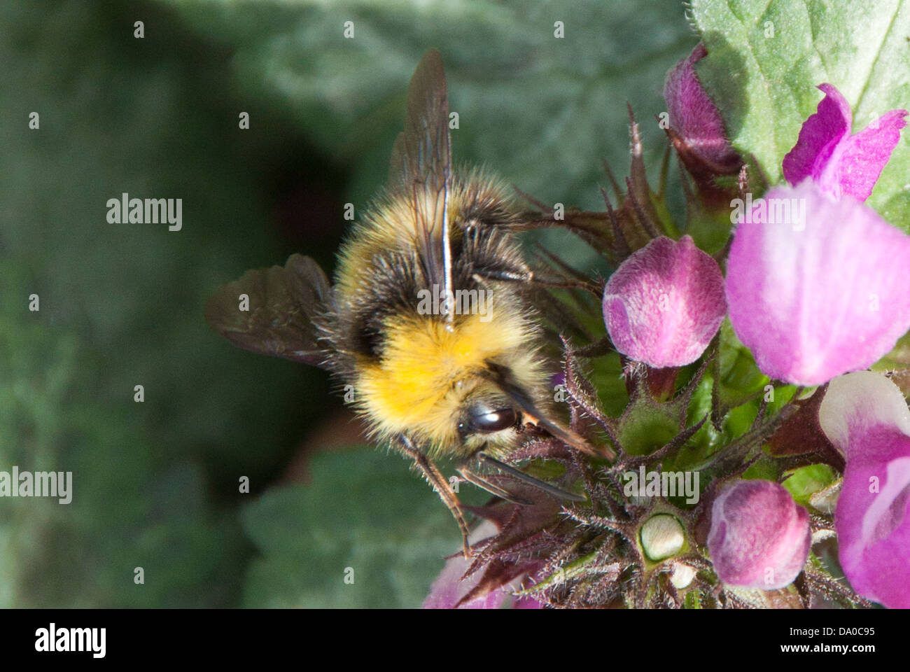 Honig Biene auf der Suche nach Nektar, während die lokalen wilden Blumen bestäuben. Stockfoto