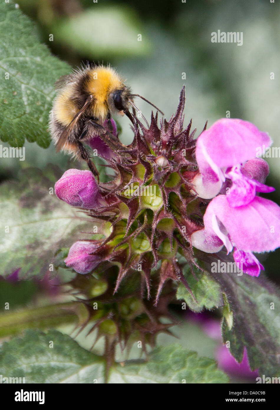 Honig Biene auf der Suche nach Nektar, während die lokalen wilden Blumen bestäuben. Stockfoto