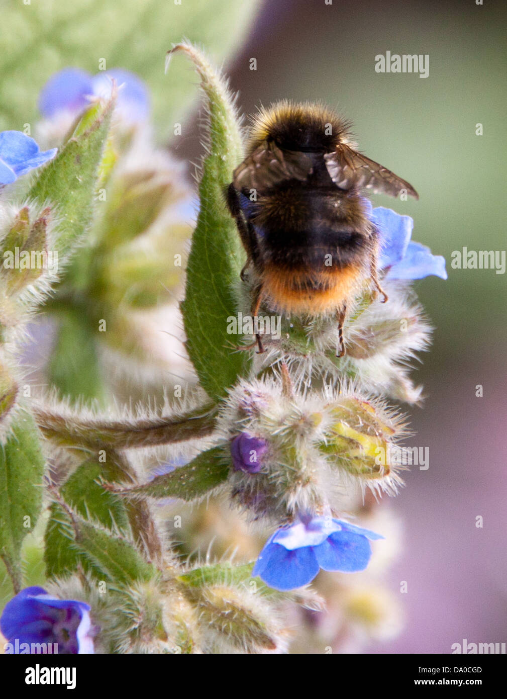 Honig Biene auf der Suche nach Nektar, während die lokalen wilden Blumen bestäuben. Stockfoto