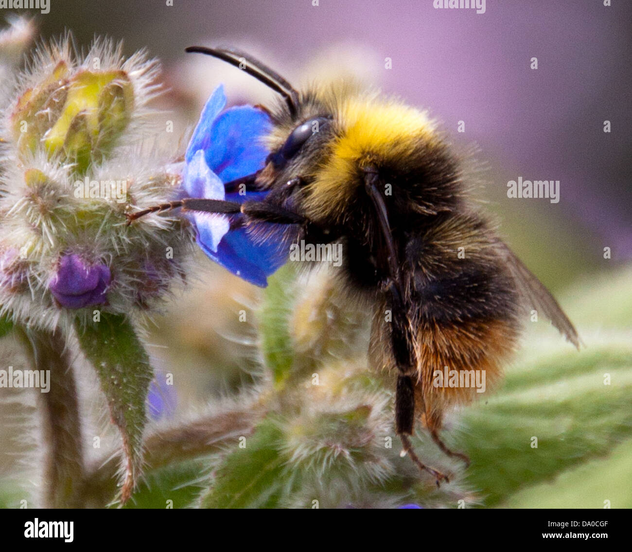 Honig Biene auf der Suche nach Nektar, während die lokalen wilden Blumen bestäuben. Stockfoto