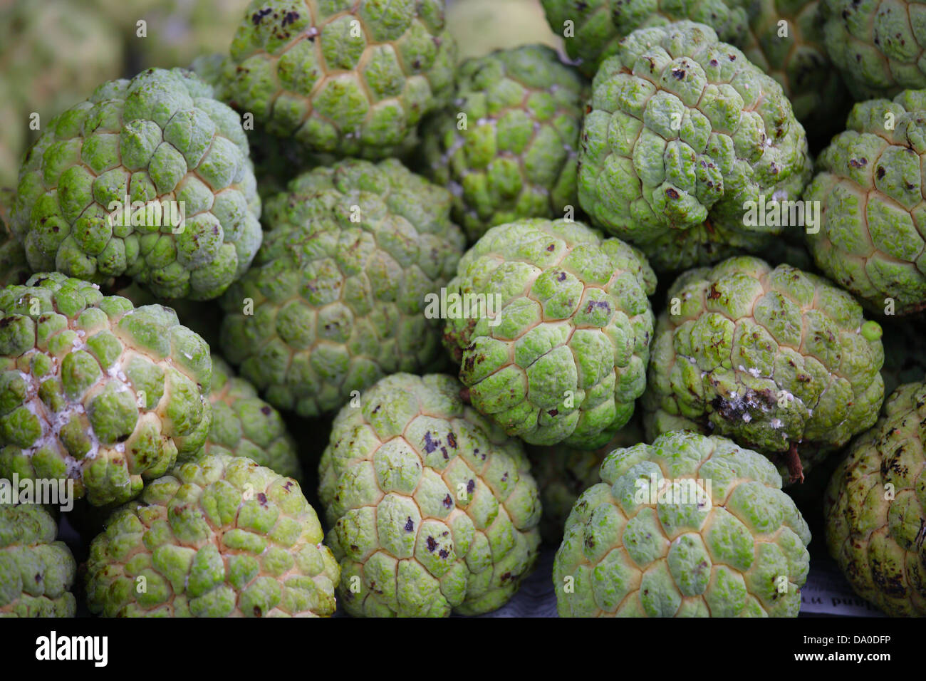 Custard apple Stockfoto