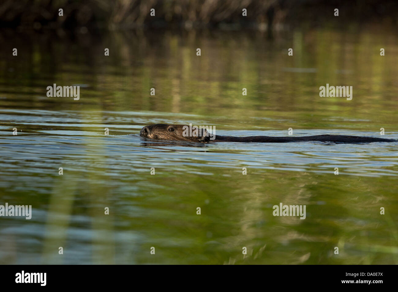 Nordamerikanische Biber schwimmen auf einem Wildnis-See im nördlichen Wisconsin Stockfoto