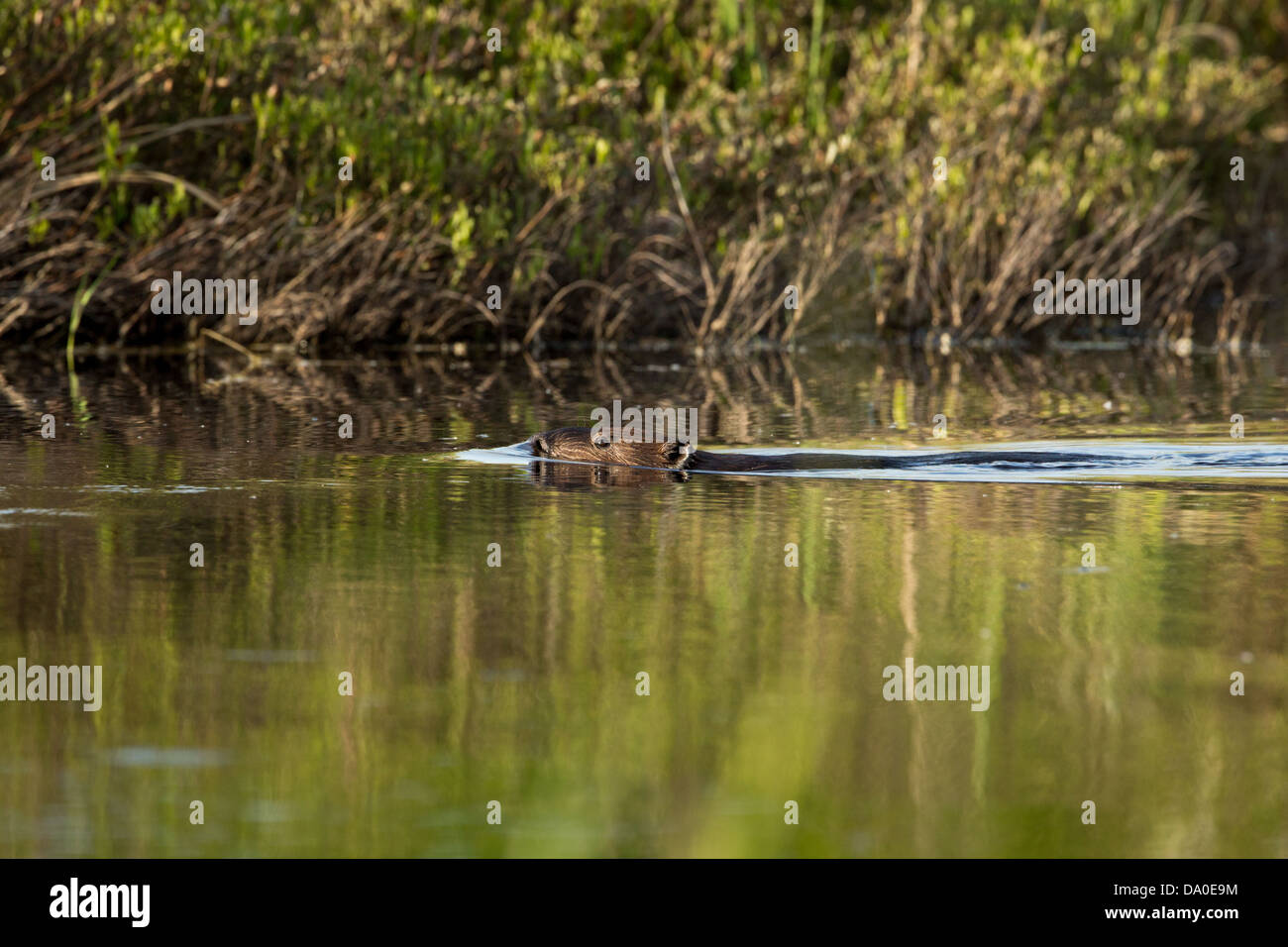 Nordamerikanische Biber schwimmen auf einem Wildnis-See im nördlichen Wisconsin Stockfoto