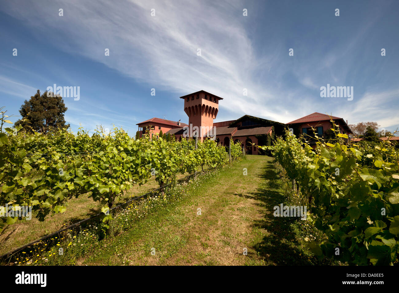 Weingut - malerische Aussicht auf UN-indentified Weingut und Weinberg Stockfoto
