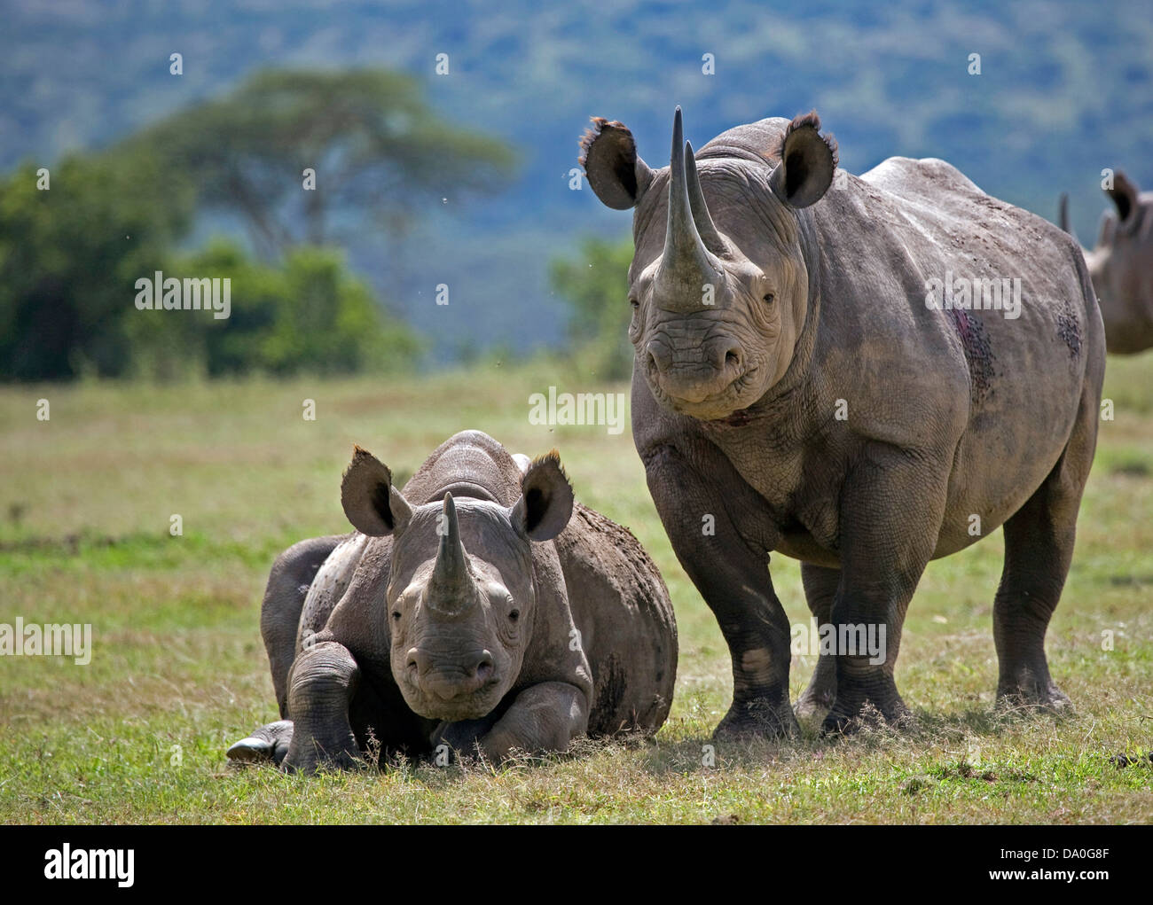 Gefährdete Arten Stockfoto