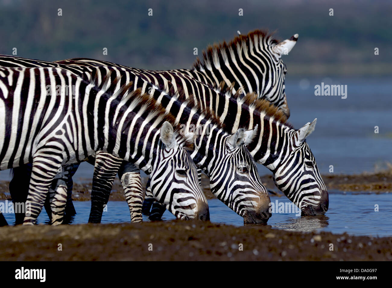 Gefährdete Arten Stockfoto
