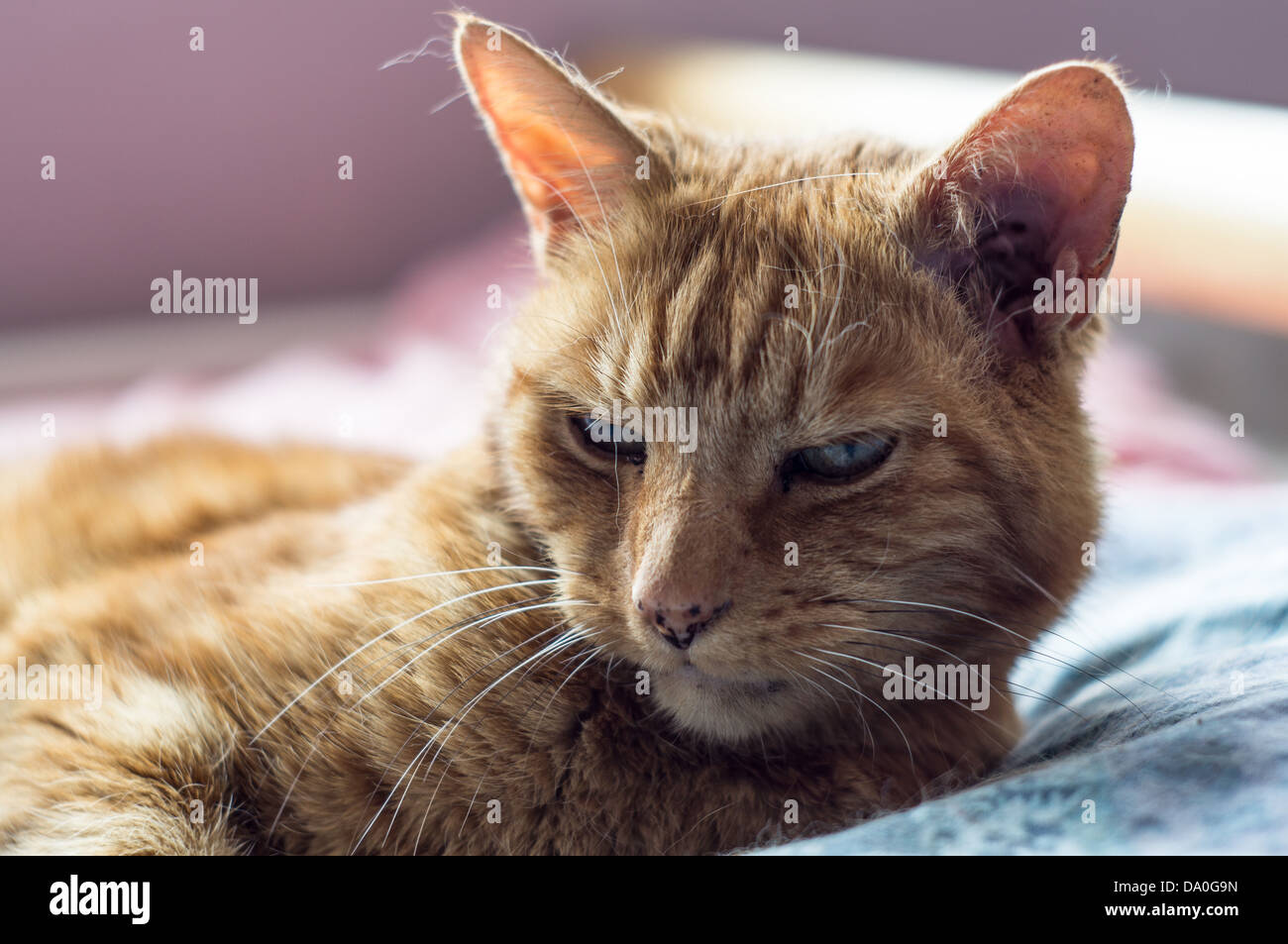Ingwer Katze müde Stockfoto