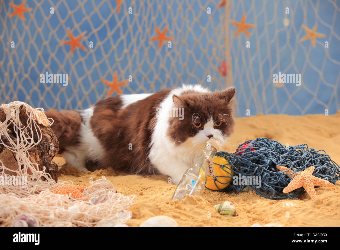 British Longhair Katze, Kater, Schokolade-weiß / Highlander, Flachland, Britanica Stockfoto