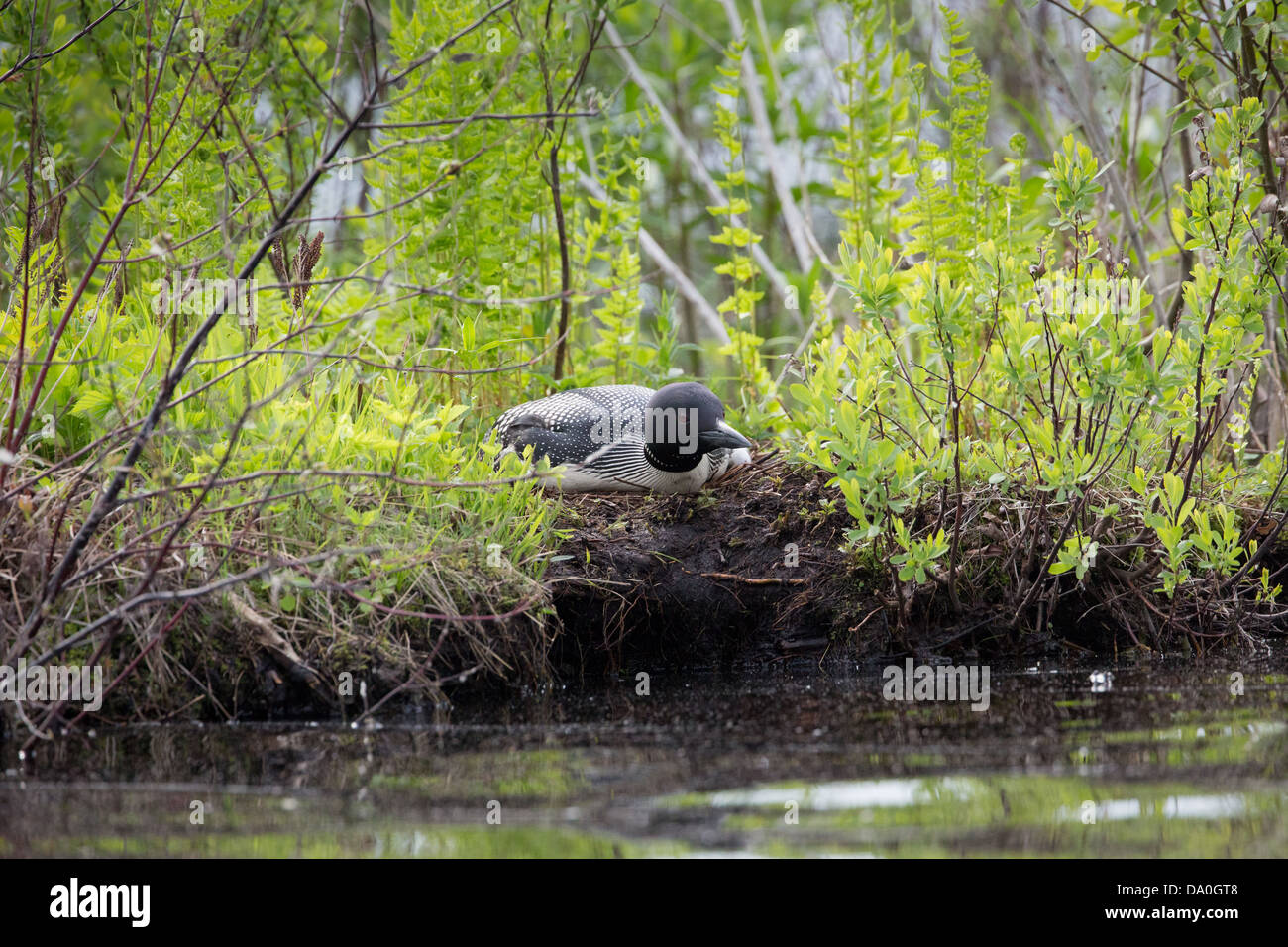 Gemeinsamen Loon sitzen auf ein Nest auf der Chippewa-Flowage im nördlichen Wisconsin Stockfoto