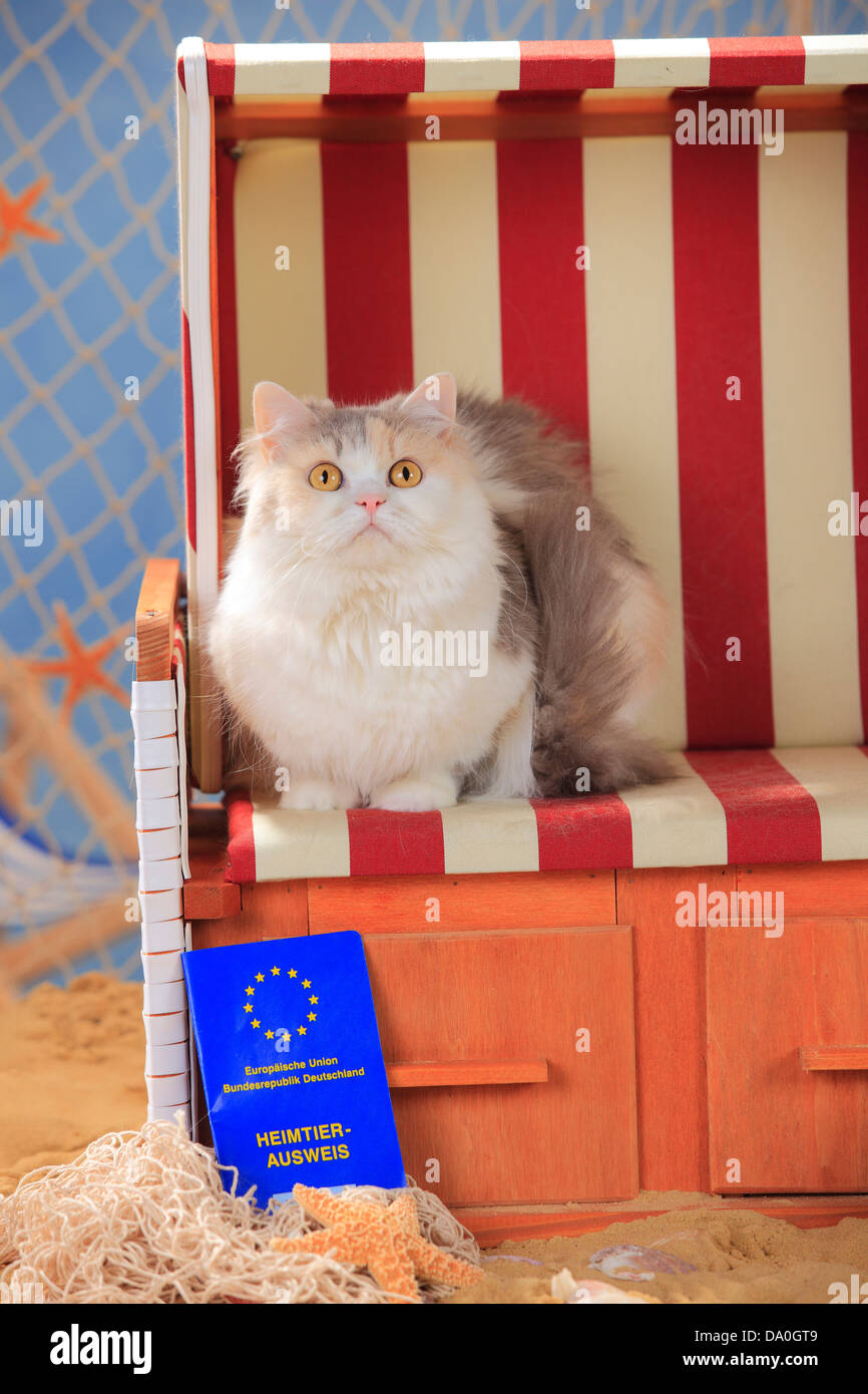 British Longhair Katze, Blue-Torbie-Makrele-weiß, mit Impfpass / Highlander, Flachland, Britannica, shot Datensatz Stockfoto