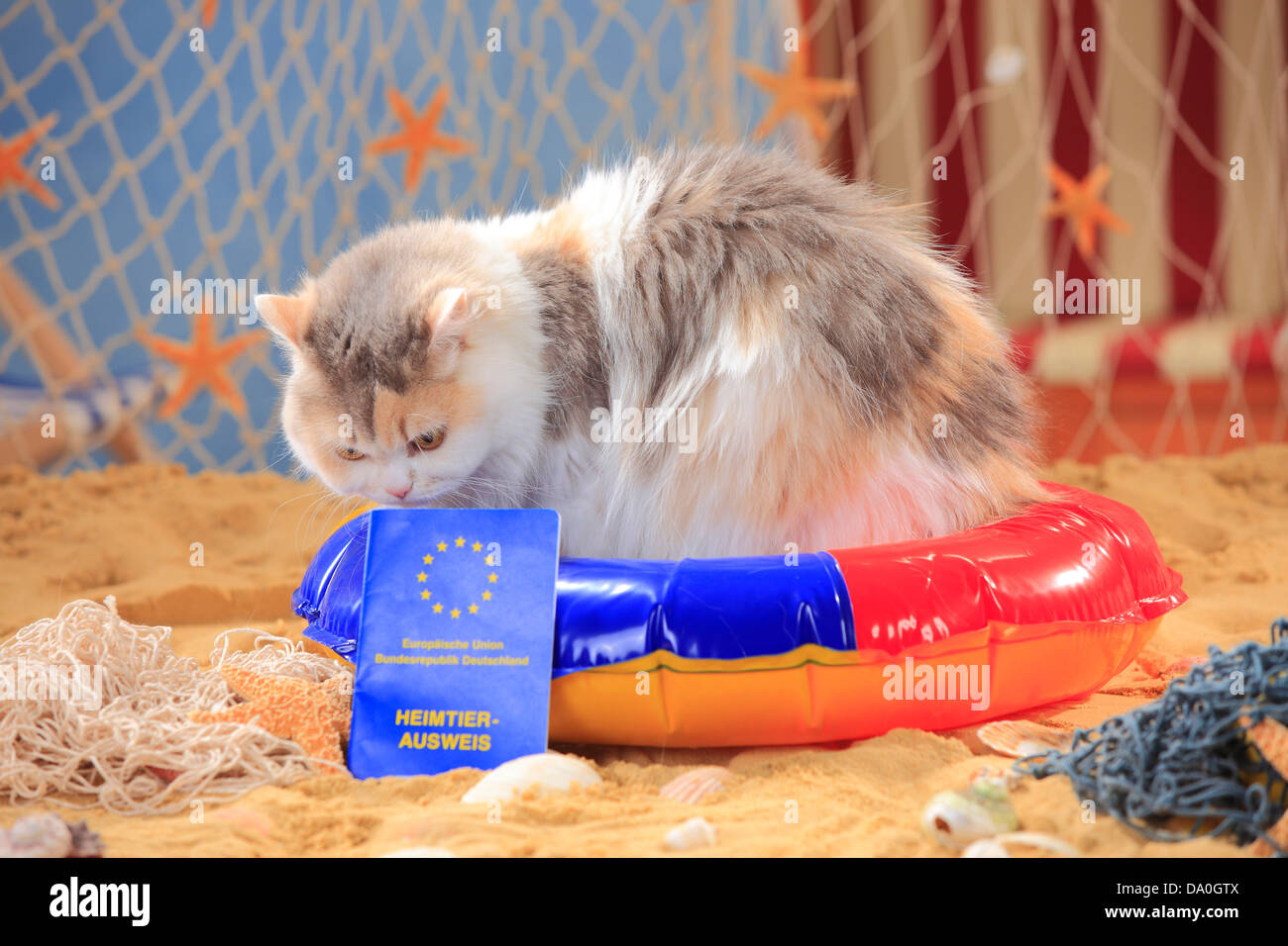 British Longhair Katze, Blue-Torbie-Makrele-weiß, mit Impfpass / Highlander, Flachland, Britannica, shot Datensatz Stockfoto