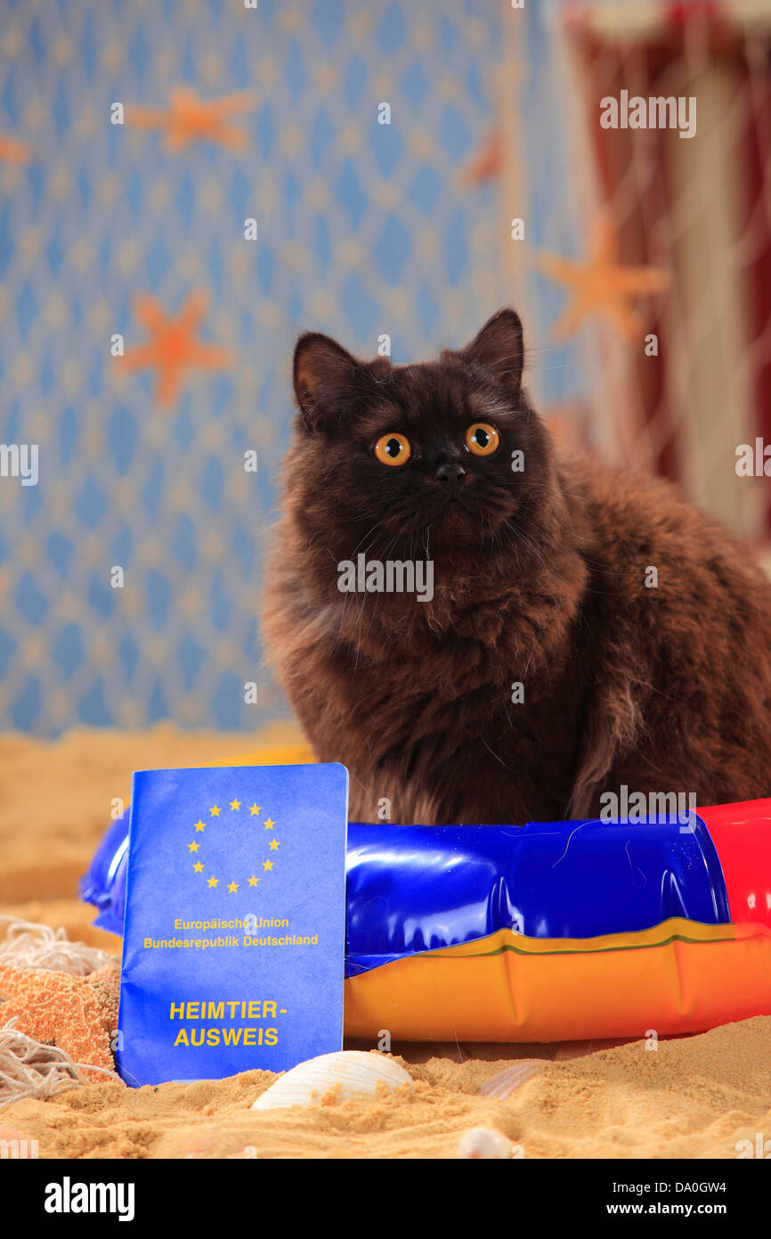British Longhair Katze, schwarz, mit Impfpass / Highlander, Flachland, Britannica, shot Datensatz, Immunisierung Karte Stockfoto
