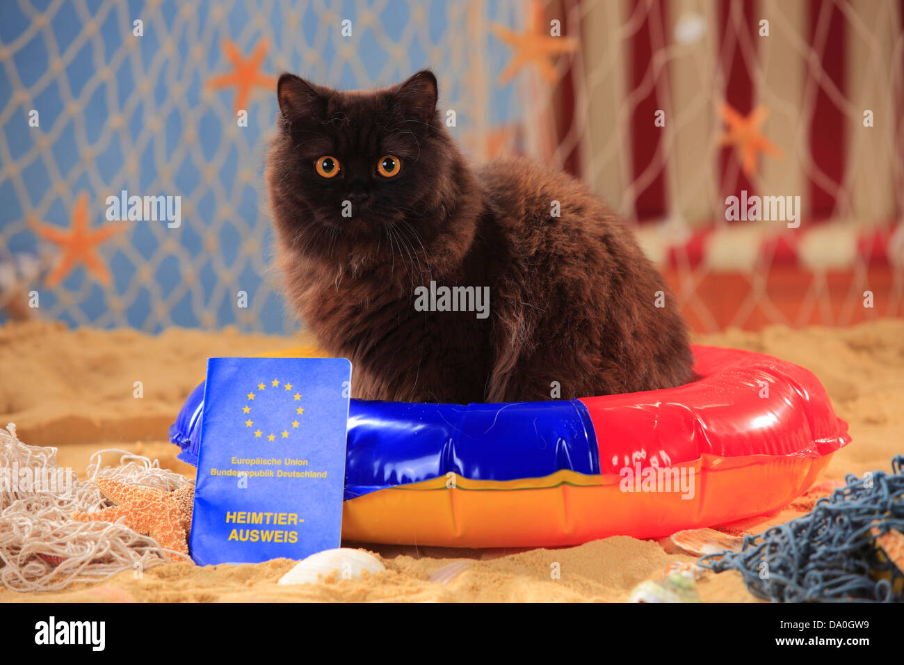 British Longhair Katze, schwarz, mit Impfpass / Highlander, Flachland, Britannica, shot Datensatz, Immunisierung Karte Stockfoto