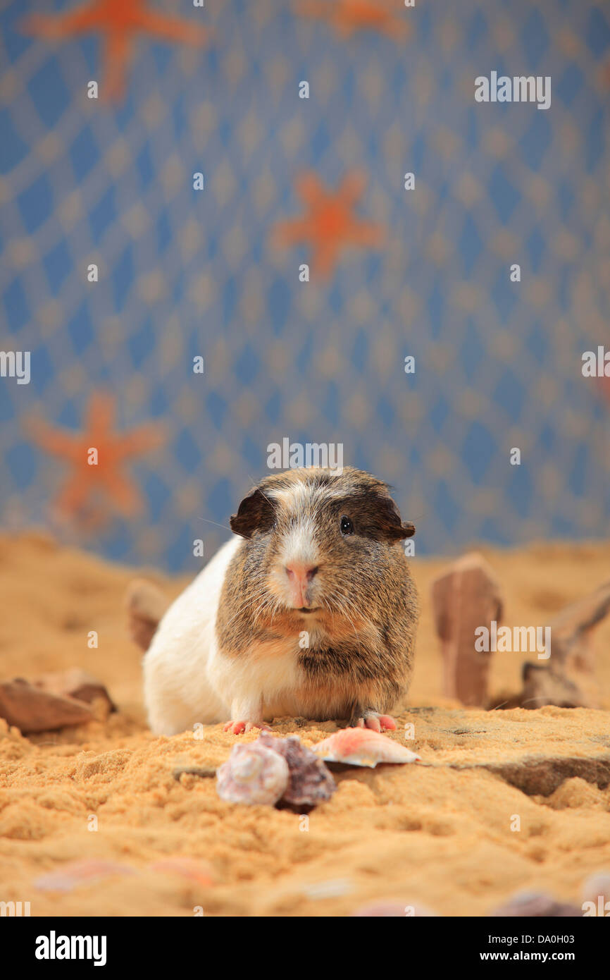 Englisch Crested Meerschweinchen | Englisch Crested Meerschweinchen / Schopfmeerschweinchen Stockfoto