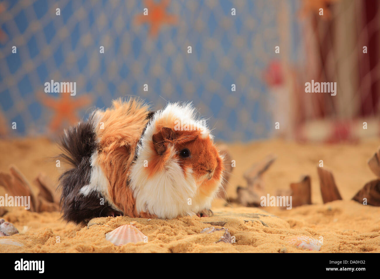 Angora-Guinea Pig, Schildpatt-weiß | Angora-Meerschweinchen, Schildpatt-weiss Stockfoto