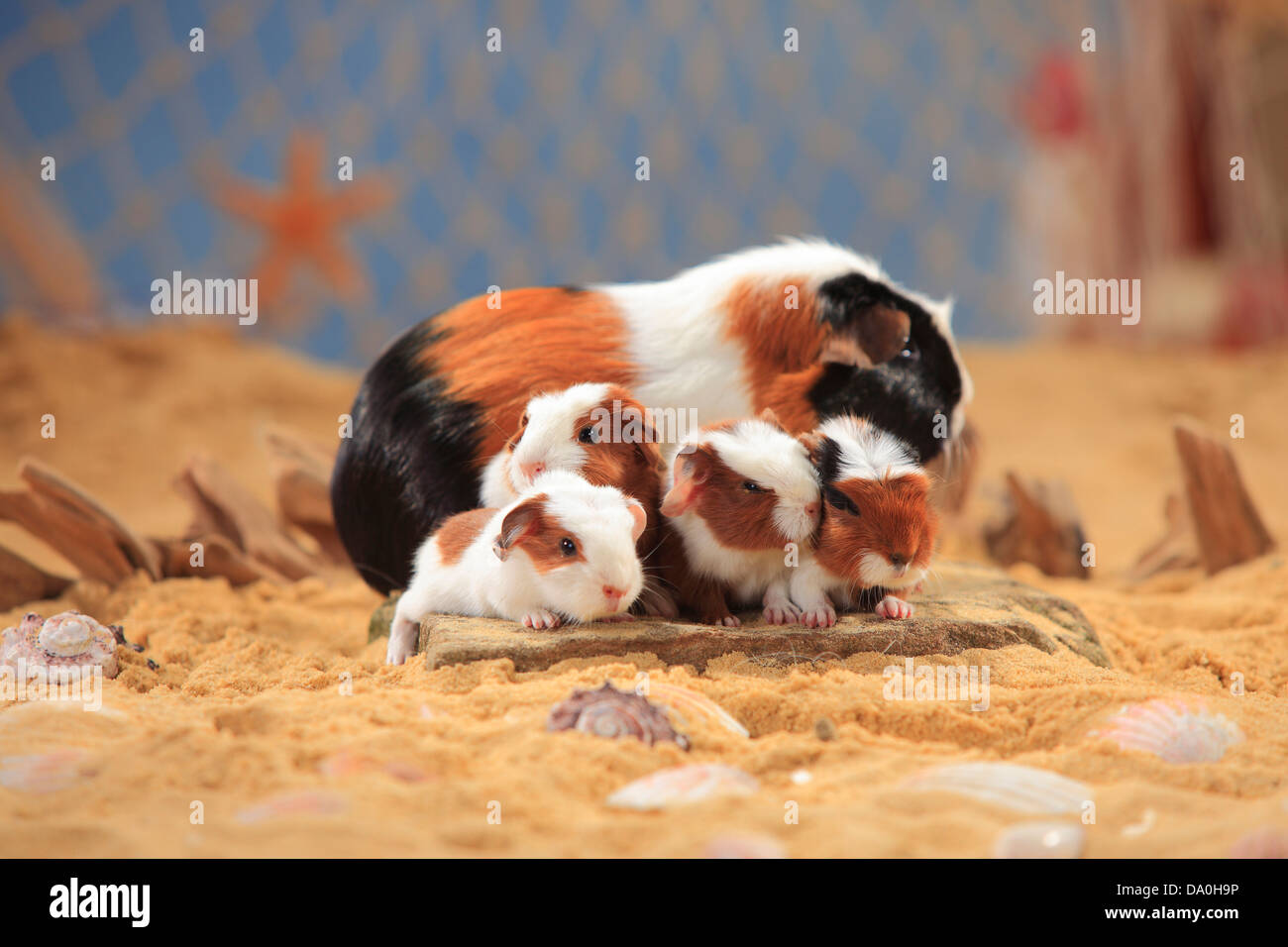 Englisch Crested Meerschweinchen, Schildpatt-weiß, mit jungen Stockfoto