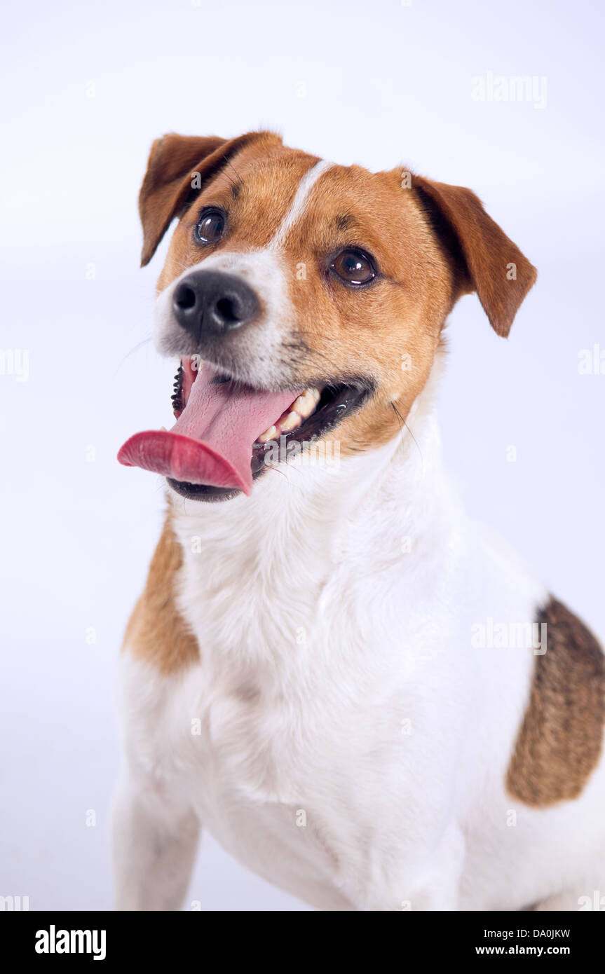 Jack Russell Studioportrait auf einfachen Hintergrund Stockfoto