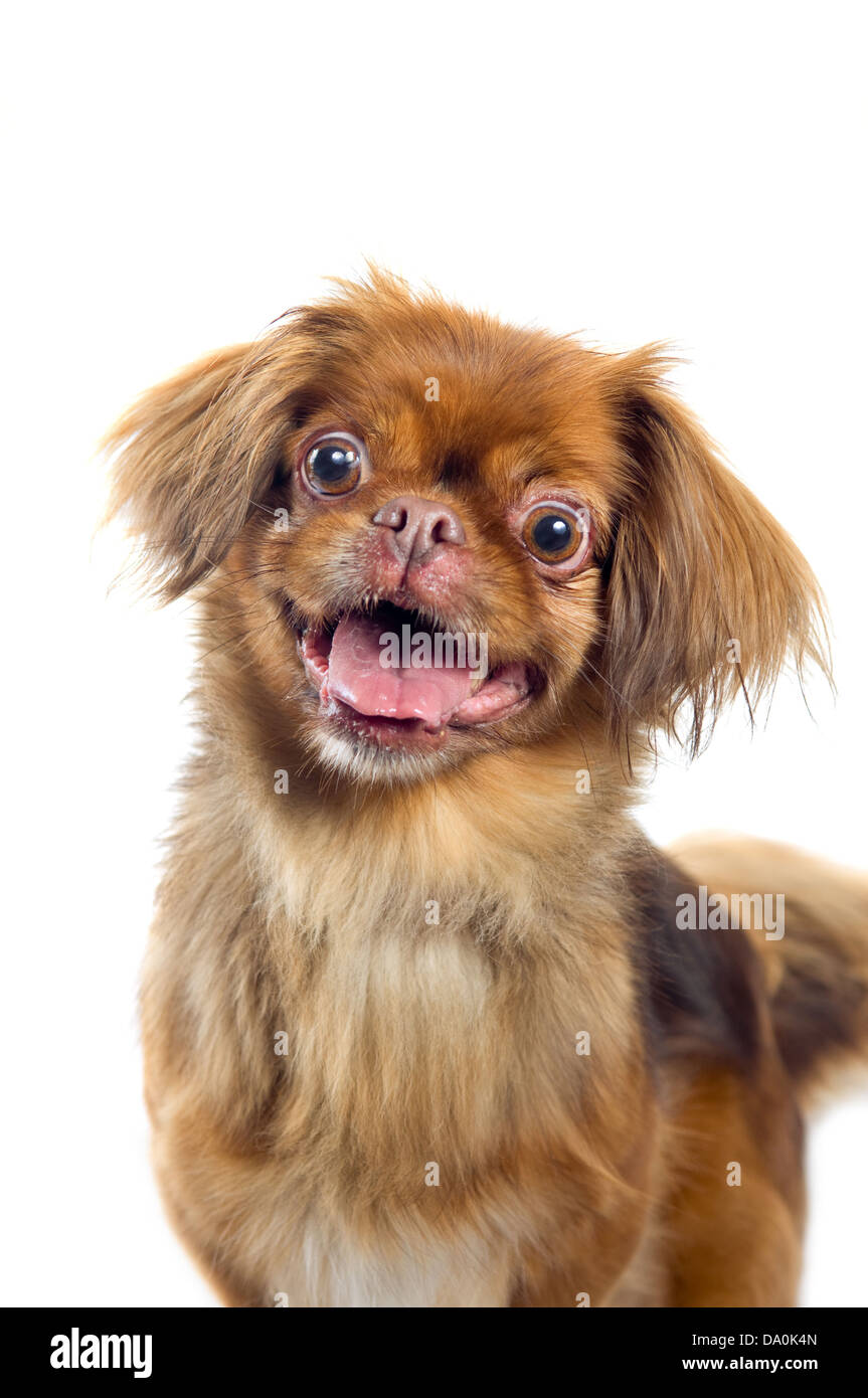 Pekinese Hund Portrait isoliert auf weißem Hintergrund Stockfotografie