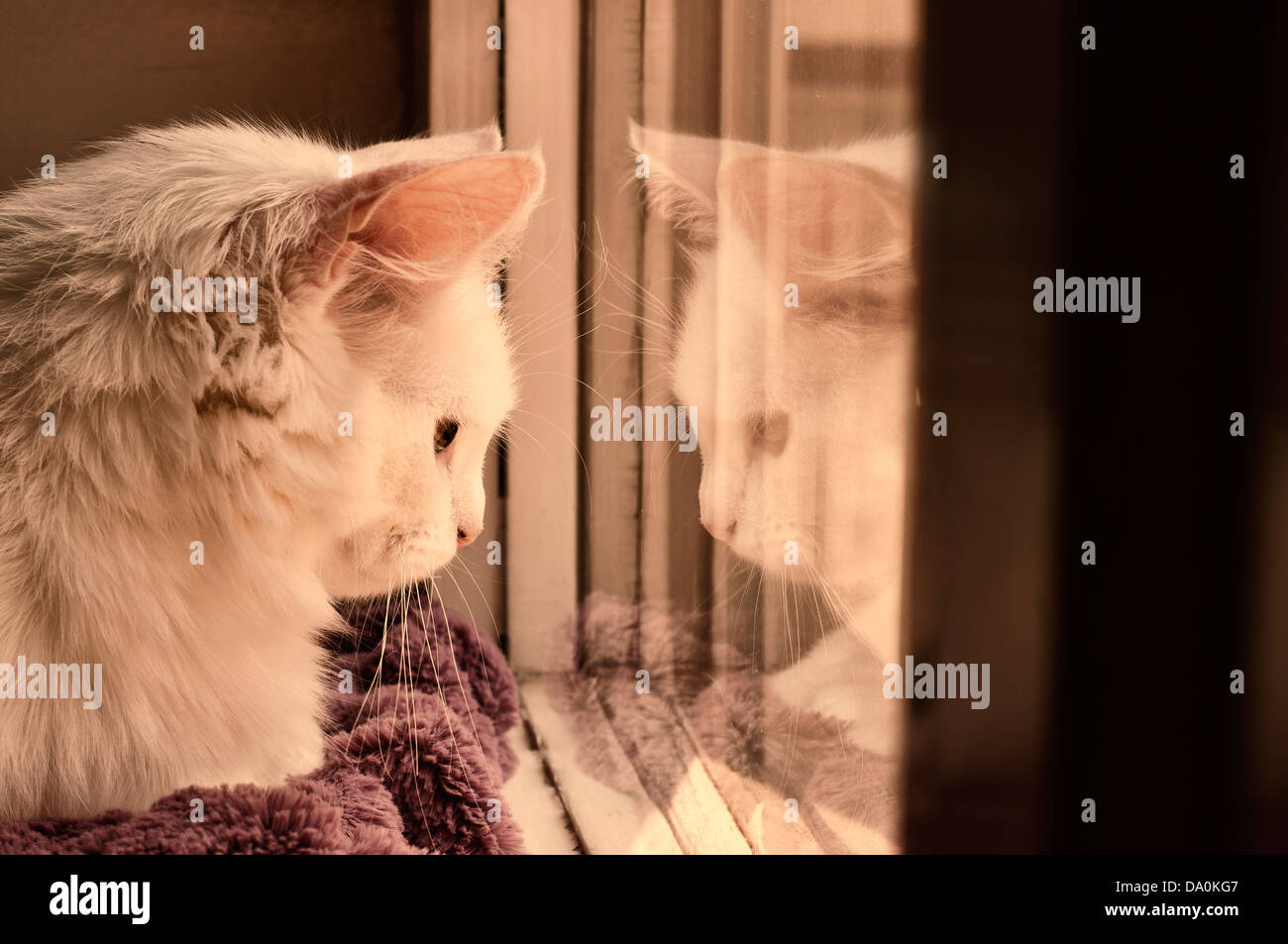 Weiße Perserkatze Stockfoto