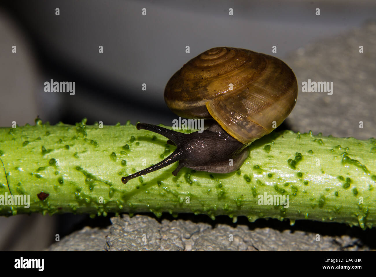 Schnecke auf grünem Stiel Stockfoto