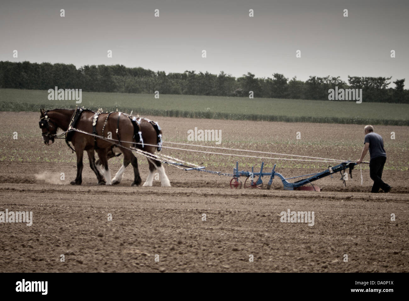 Pferd Pflügen Demonstration bei Preston Dampf Rallye Kent UK Stockfoto