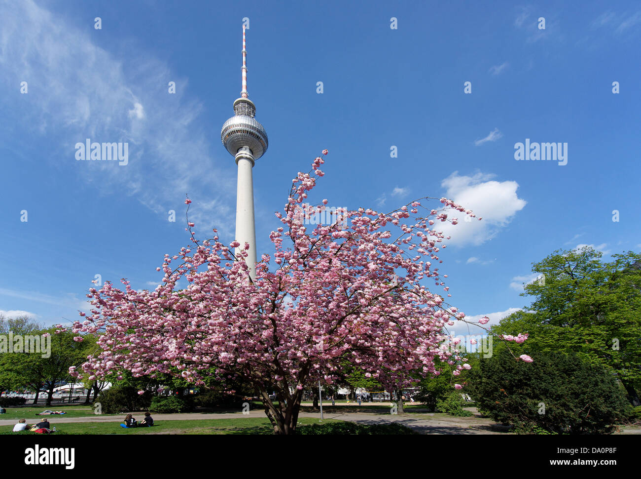Kirschblüte, Alex, Alexander Platz, Berlin, Deutschland Stockfoto